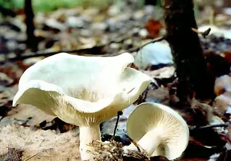    Clitocybe odora